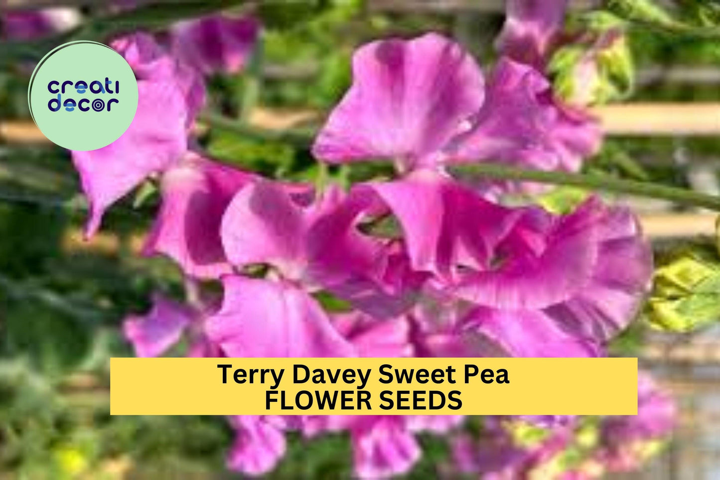50+ Terry Davey Sweet Pea Seeds – Rich Purple Fragrant Blooms for Garden Planting, Climbing Vines for Trellises & Bouquets – USA