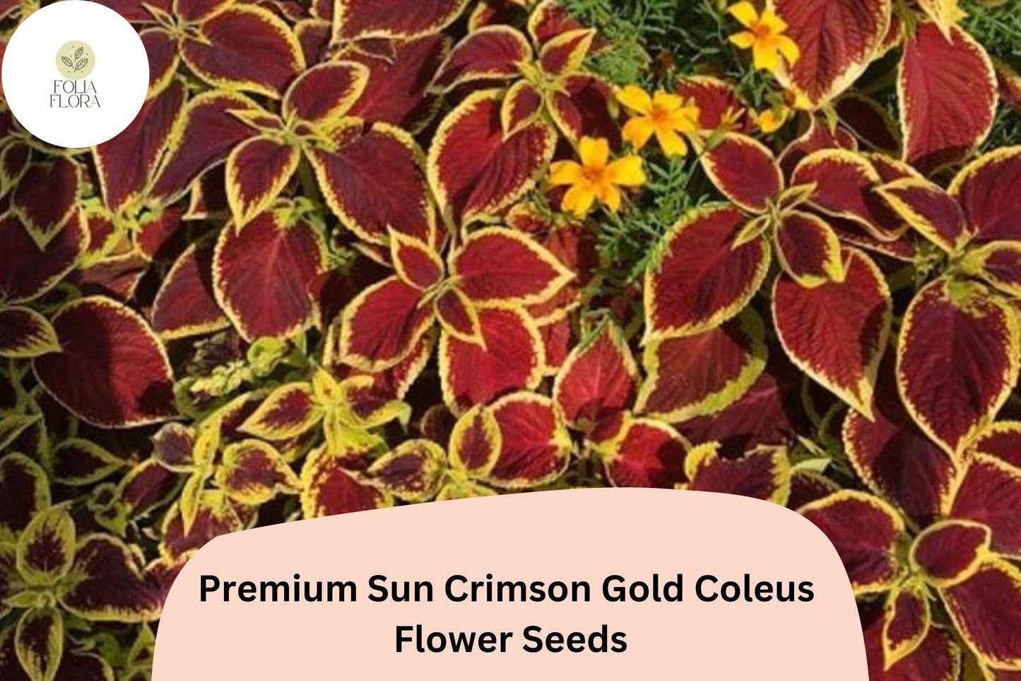 25+ Sun Crimson Gold Coleus Seeds for Planting | Premium Shade Plant | Red Gold Foliage Annual | Garden Bedding Seeds