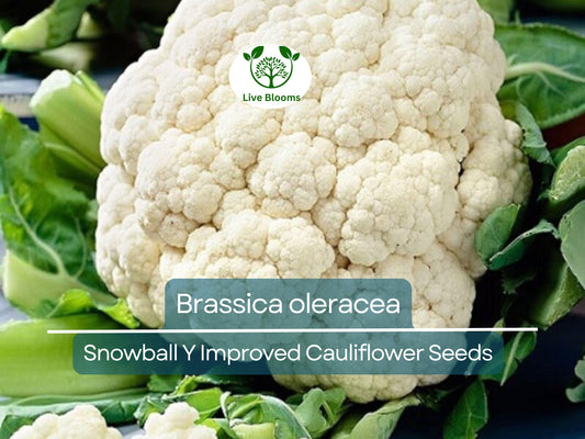 100 Seeds Cauliflower Snowball Y Improved - Brassica oleracea | Heirloom Cauliflower for Planting, Gardening & Crisp, White Harvests