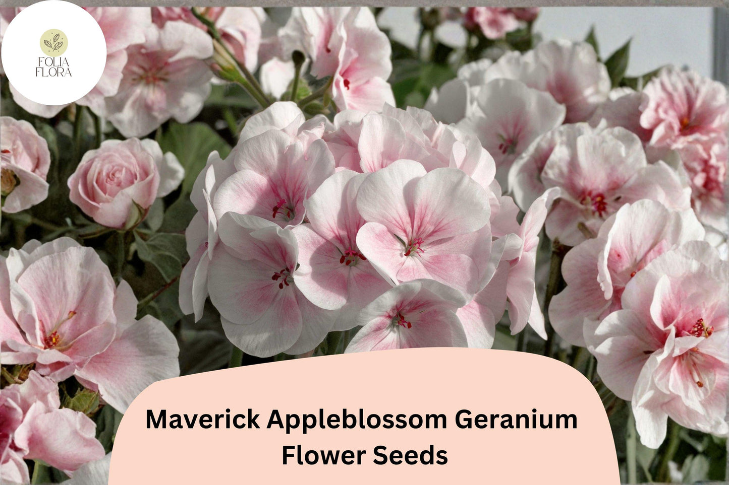 25+ Maverick Appleblossom Geranium Seeds for Garden Planting – Pink & White Flowers, Hardy Perennial