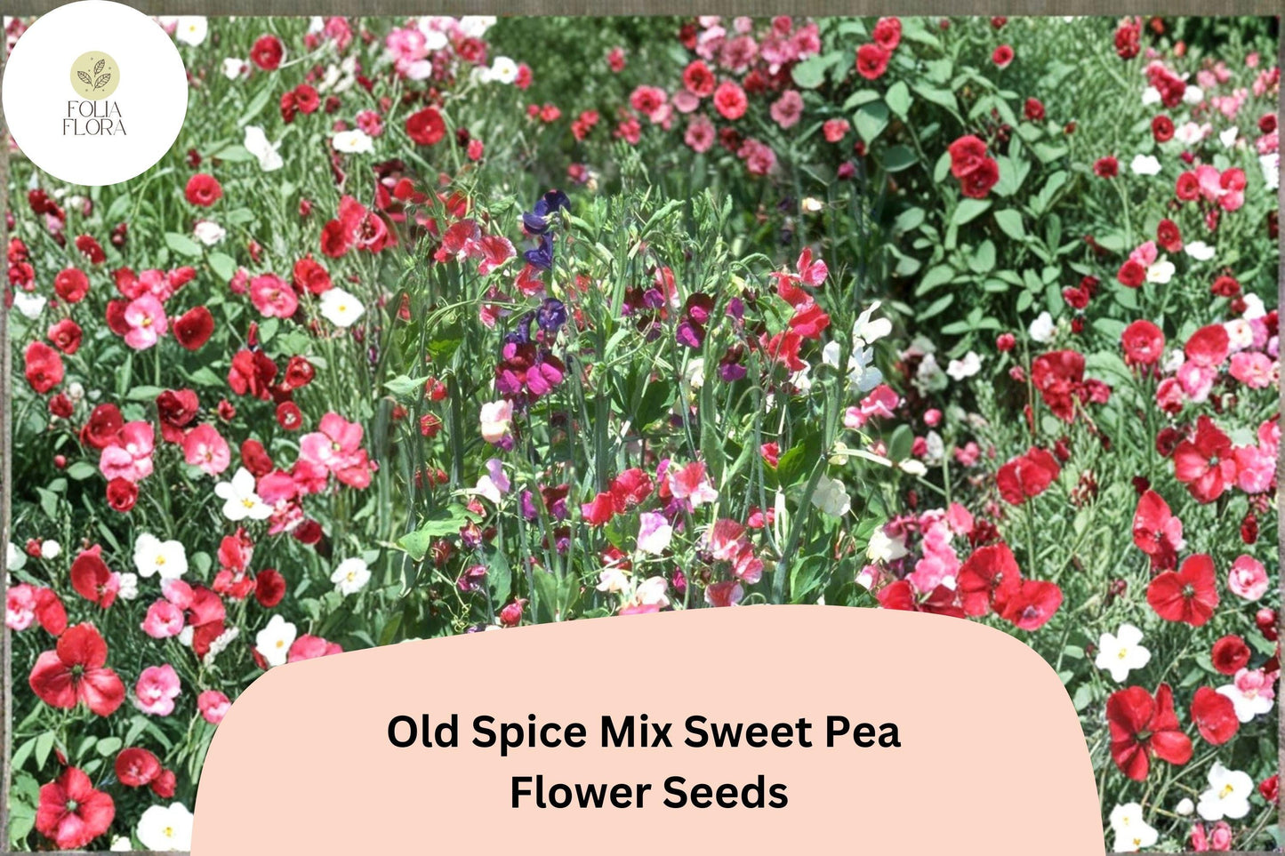 Old Spice Mix Sweet Pea Seeds | Lathyrus odoratus Mixed Color Blooms Garden Planting (50+ Seeds)