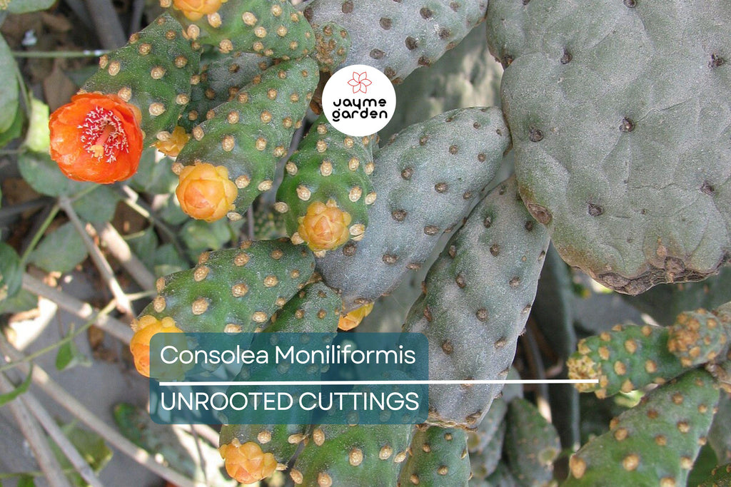 Consolea moniliformis Unrooted Cactus Cutting (4–7" Pad) | Rare Opuntia Species | Freshly Cut for Easy Rooting