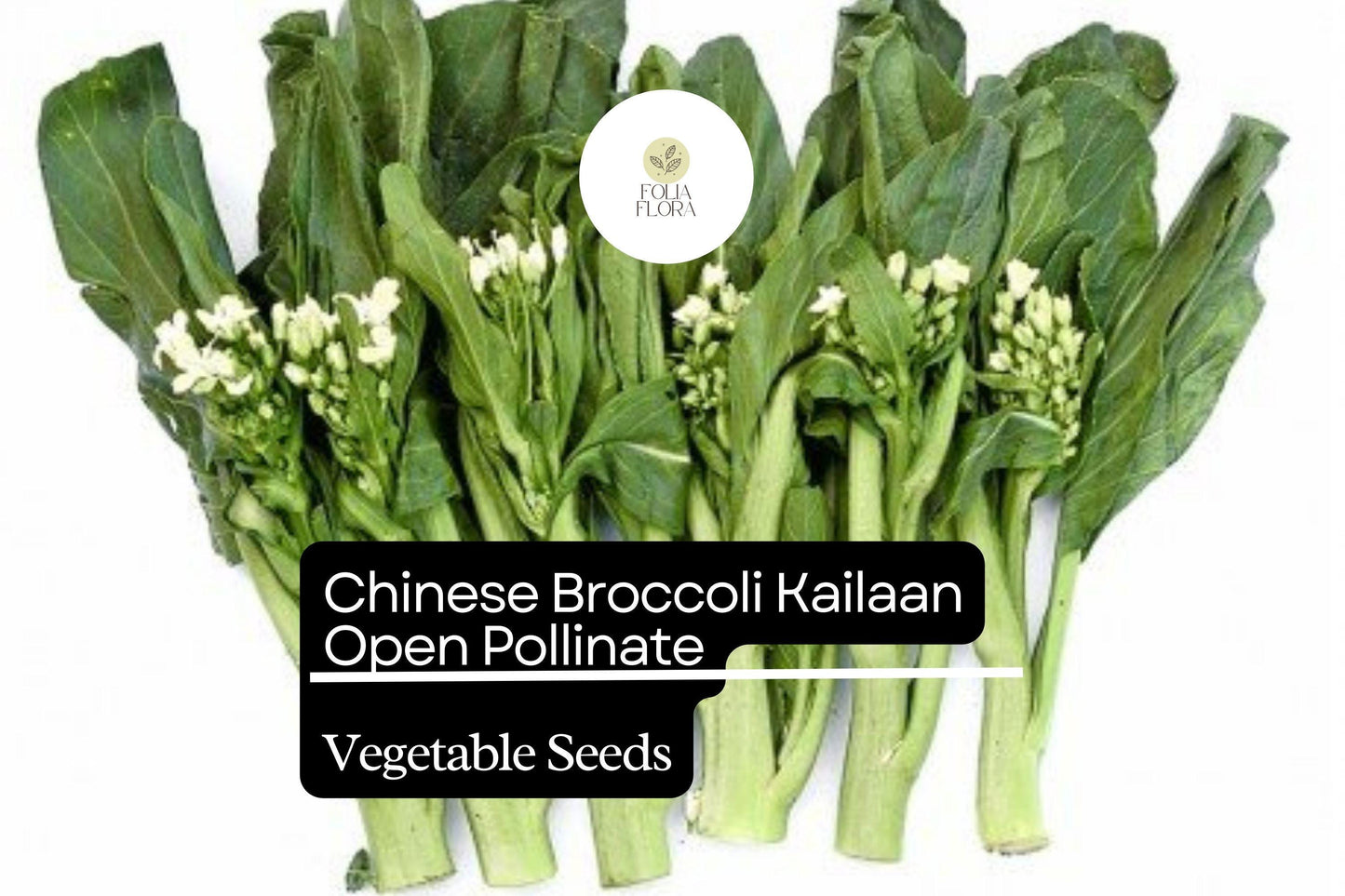 500mg Chinese Broccoli Kailaan Seeds Brassica oleracea | Open Pollinated Heirloom Variety | Tender Stalks & Delicious Greens