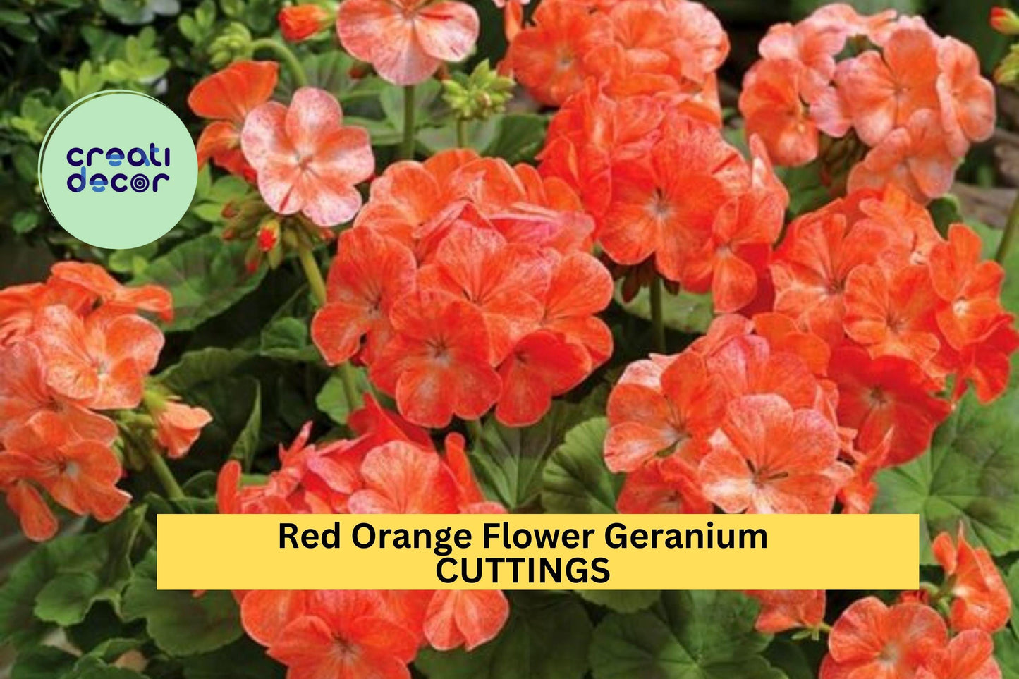 5 Hardy Red-Orange Geranium Cuttings – 6" Fresh Fragrant Stems for Planting | Perennial Flowering Plant for Pots, Beds, or Borders