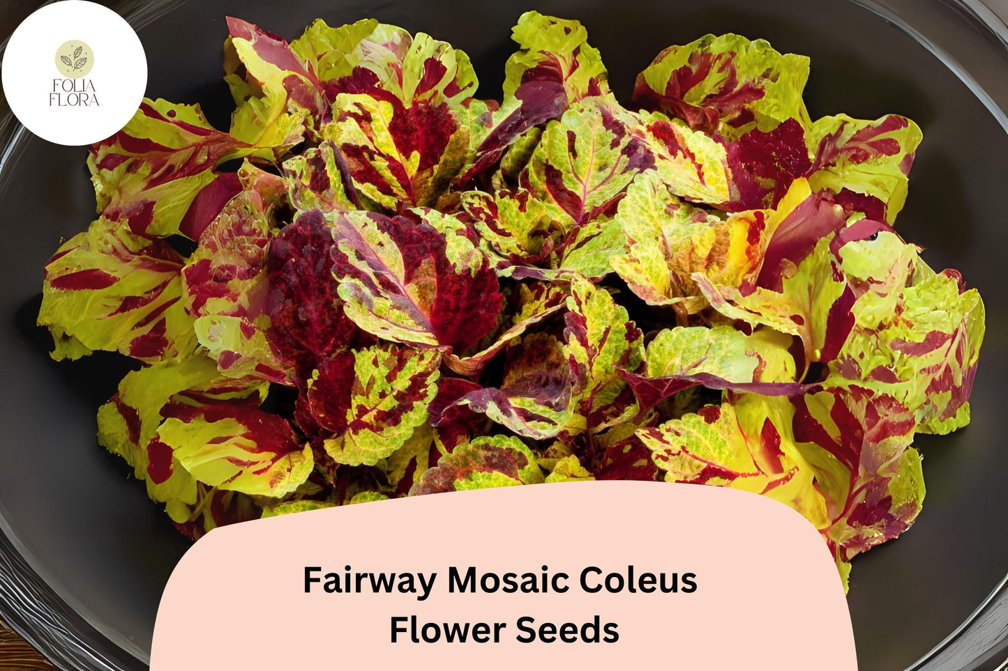 25+ Fairway Mosaic Coleus Seeds for Planting | Colorful Shade Plant | Compact Foliage Annual | Garden Bedding Seeds