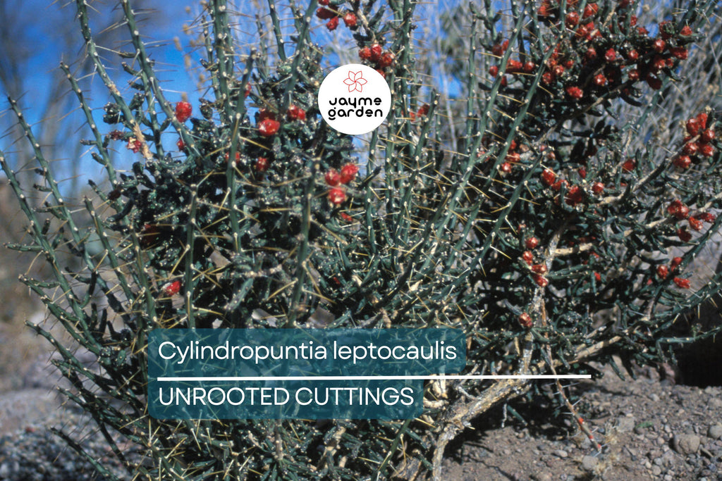 Cylindropuntia leptocaulis Cactus – Bare Root Succulent Cutting with Locality (Winkelman, AZ) – Hardy Desert Plant