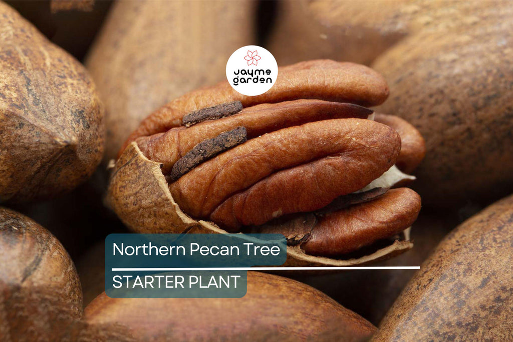 Northern Pecan Trees for Planting | Live Tree Seedlings, 12"-18" Tall |USDA Zones 4-8 | Perfect for Fall Foliage and Winter Gardens