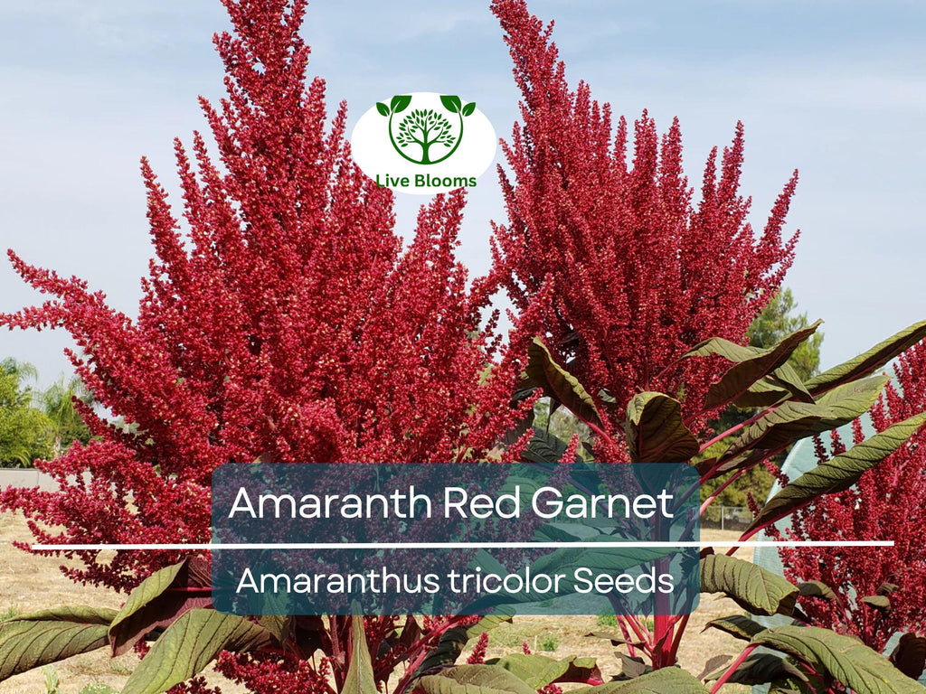 750 Amaranth Seeds Red Garnet | Edible Microgreens & Grain | Tall up to 10’ | Non-GMO | Amaranthus Tricolor | Heirloom