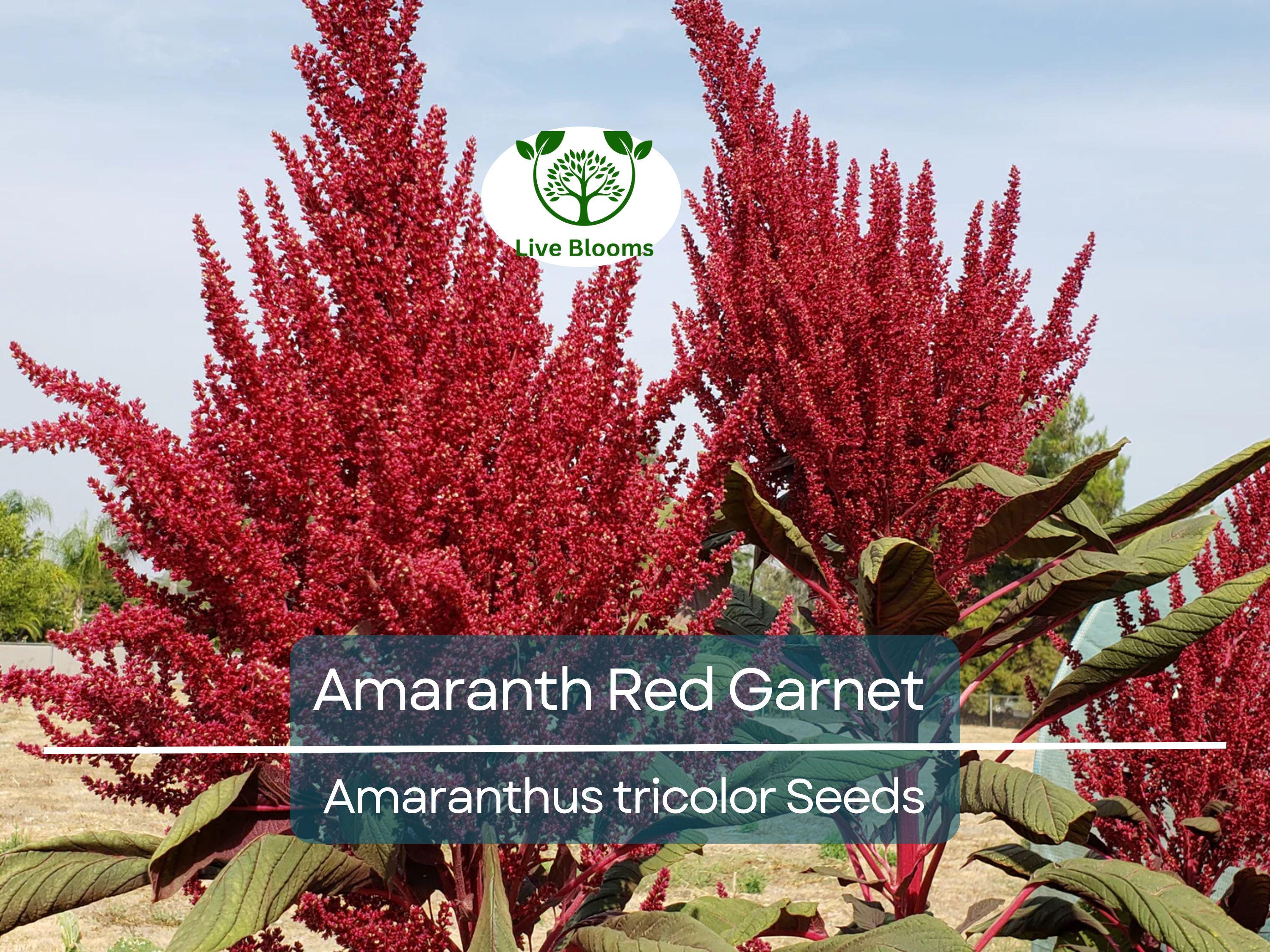 750 Amaranth Seeds Red Garnet | Edible Microgreens & Grain | Tall up to 10’ | Non-GMO | Amaranthus Tricolor | Heirloom