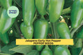 3pcs of 300mg Jalapeno Early Hot Pepper Seeds – Spicy Green Chili for Salsa, Pickling, and Home Garden Growing Seeds for Planting