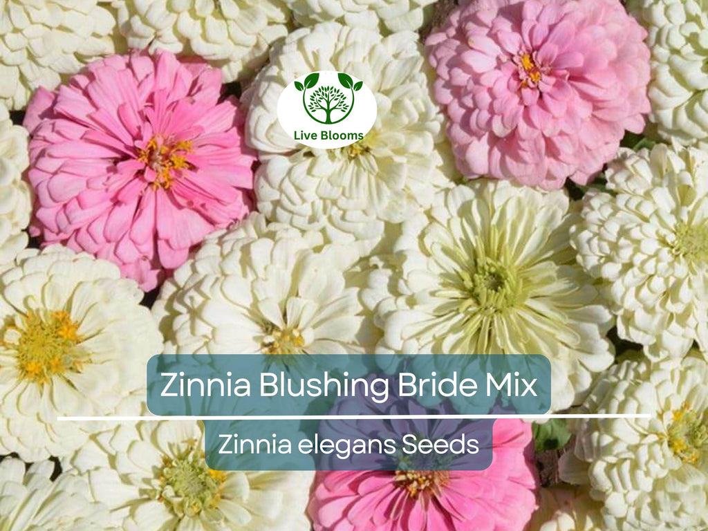 200 Seeds Zinnia Blushing Bride Mix, Cut Flowers, Pollinators, Weddings, Non-GMO, Zinnia elegans, Pink & White Blooms, Easy to Grow