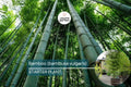 1 Bamboo Plant 12″-24″ - Live Bambusa vulgaris | Vibrant Tree for Gardens, Privacy Screens, and Sustainable Landscapes
