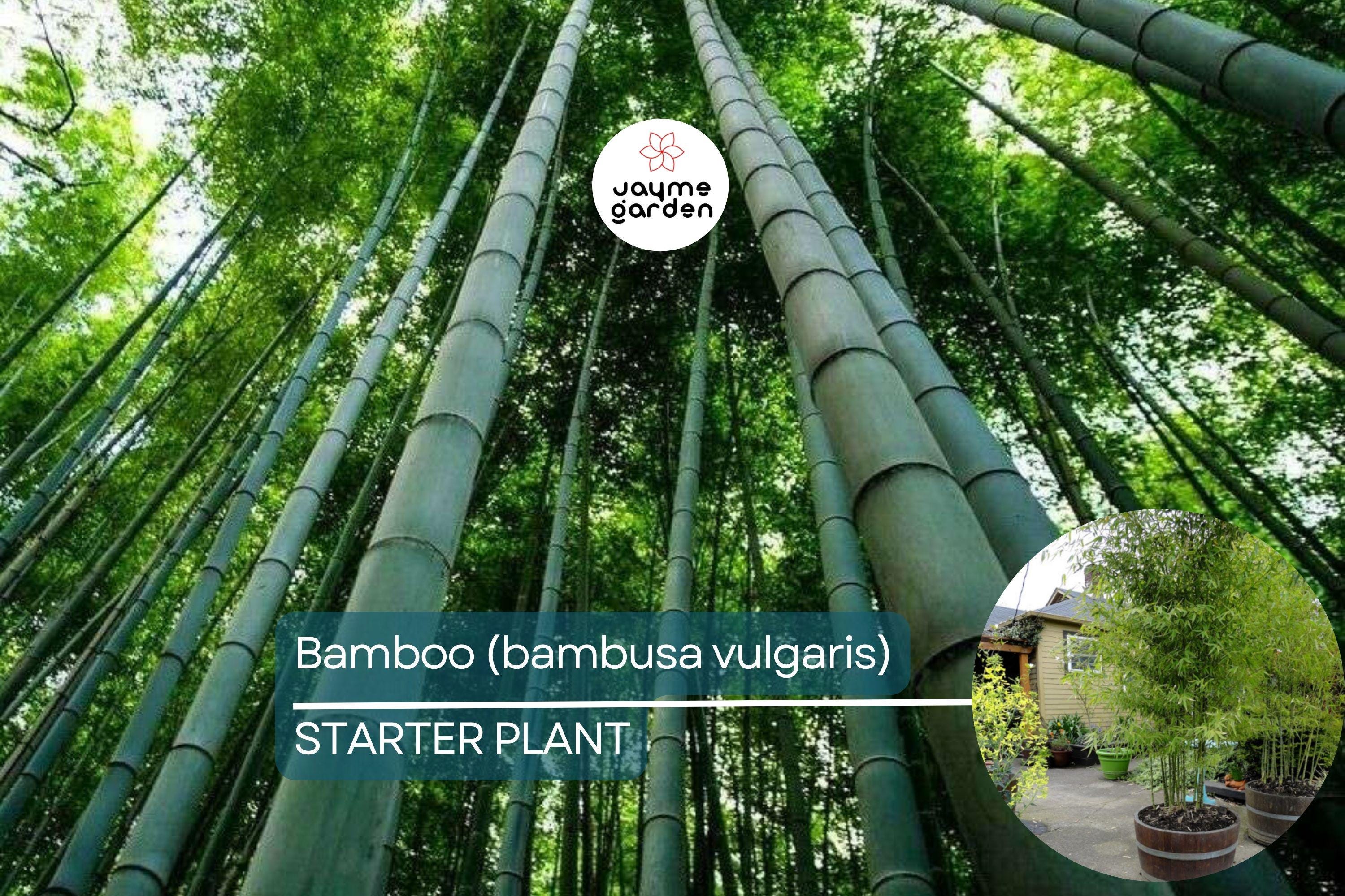 1 Bamboo Plant 12″-24″ - Live Bambusa vulgaris | Vibrant Tree for Gardens, Privacy Screens, and Sustainable Landscapes