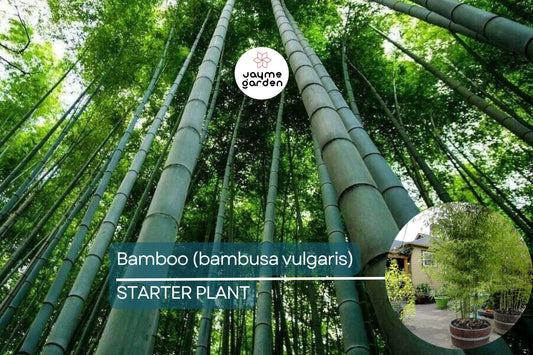 1 Bamboo Plant 12″-24″ - Live Bambusa vulgaris | Vibrant Tree for Gardens, Privacy Screens, and Sustainable Landscapes