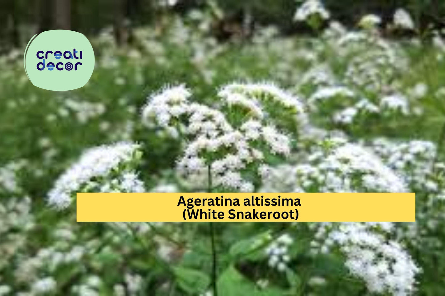Ageratina Altissima Seeds (500) | White Snakeroot | Native Shade Wildflower | Pollinator-Friendly Perennial for Natural Gardens
