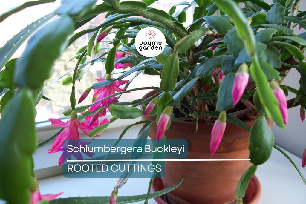 Schlumbergera Buckleyi Original Christmas Cactus, 3 Rooted Cuttings, Repeat Bloomer, No Soil or Pots, Easy Care Indoor Plant