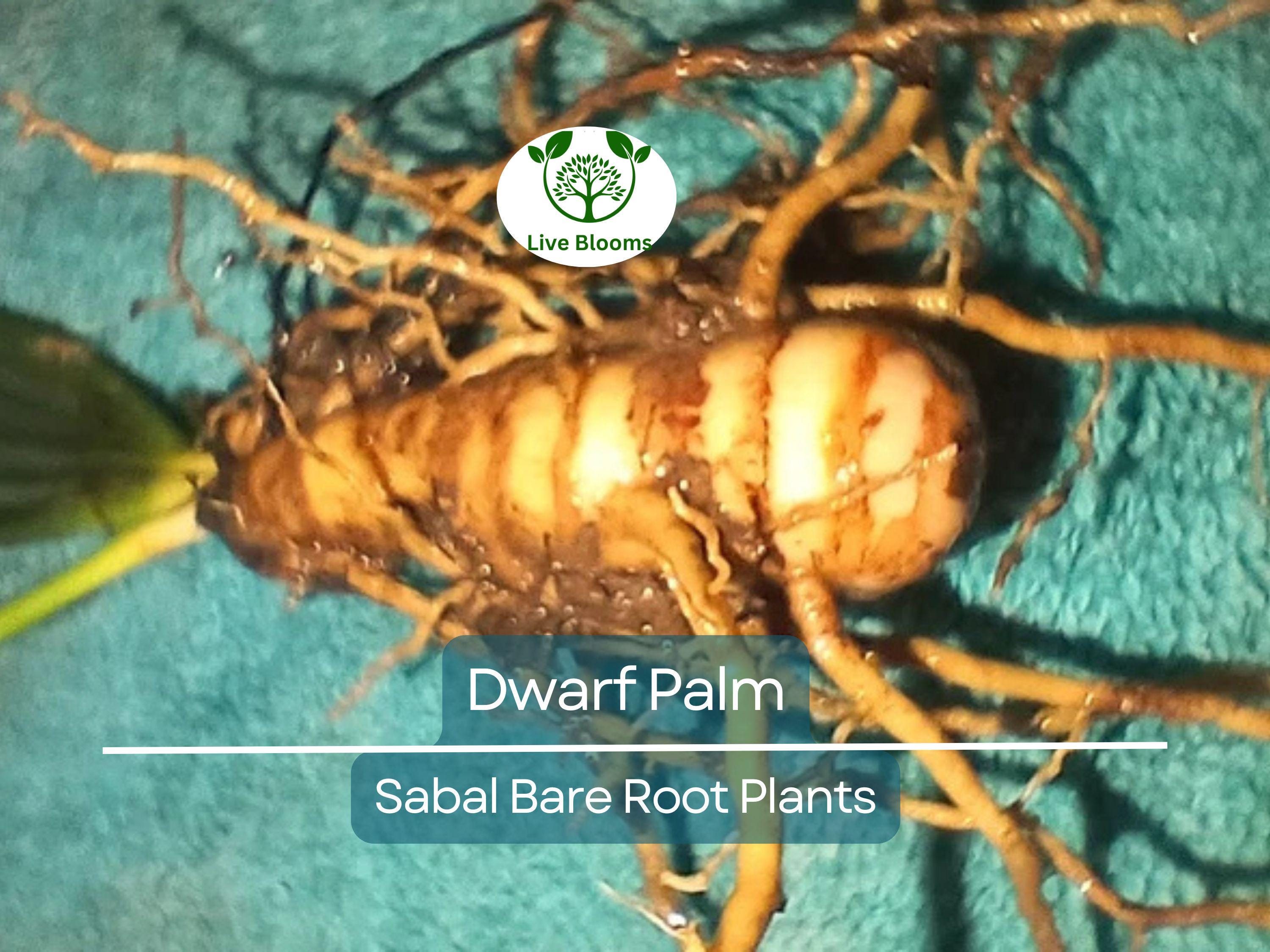 3 Dwarf Palm Trees – Live Bare Root Plants – Compact Tropical Bundle – Cold Hardy & Low Maintenance Indoor/Outdoor Palms