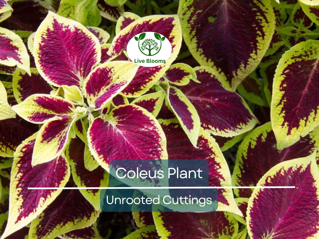 10 Coleus Unrooted Cuttings 2-6" Mixed Colors & Patterns - Easy to Root, Tropical Shade Plant, for Gardens and Containers, Vibrant Foliage