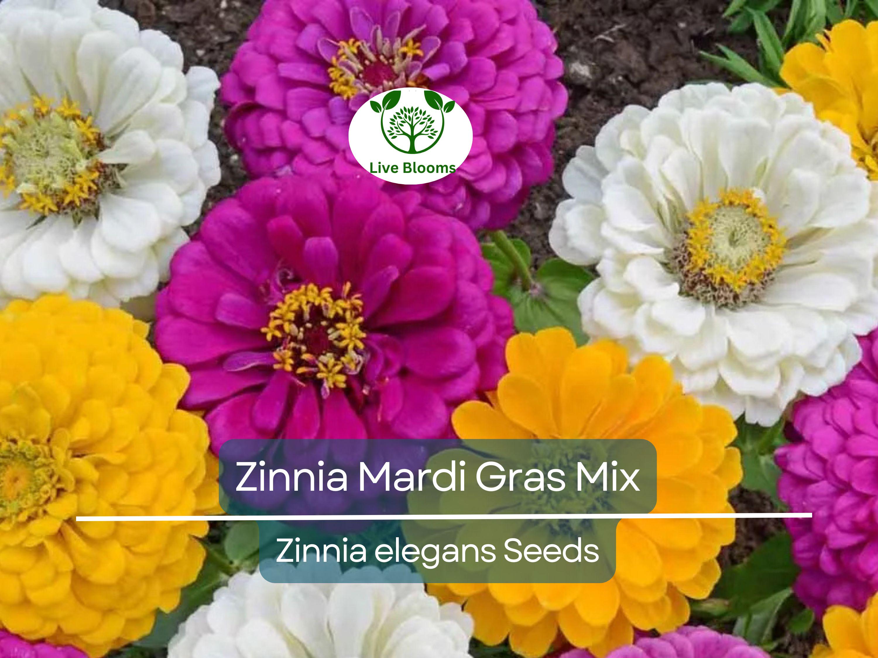 200 Zinnia Mardi Gras Mix Seeds - Vibrant Flowers for Pollinators & Butterflies | Zinnia elegans, Non-GMO, Easy Annual Blooms