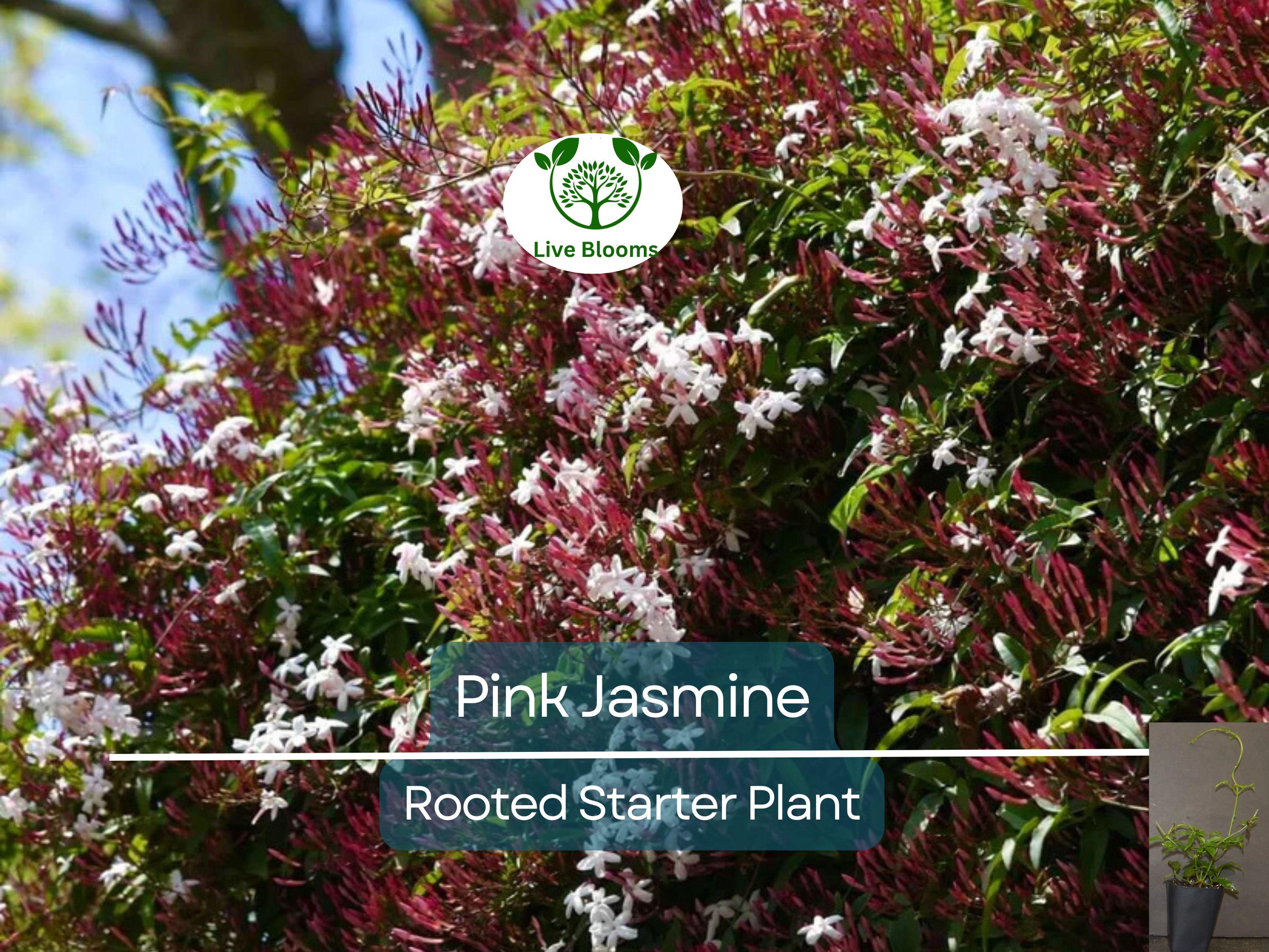 1 Pink Jasmine Jasminum Polyanthum Extremely Fragrant Rooted Starter Plant Bare Root, Sweet Scented Flowering Vine for Sale