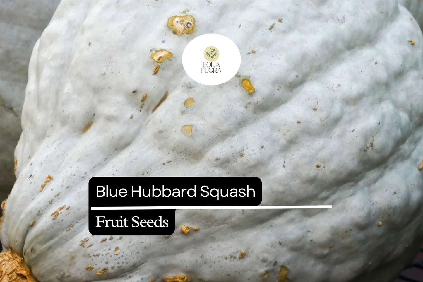 10 Seeds Blue Hubbard Squash (Cucurbita maxima) – Heirloom Winter Squash for Sweet, Nutty Flavor