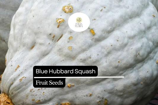 10 Seeds Blue Hubbard Squash (Cucurbita maxima) – Heirloom Winter Squash for Sweet, Nutty Flavor