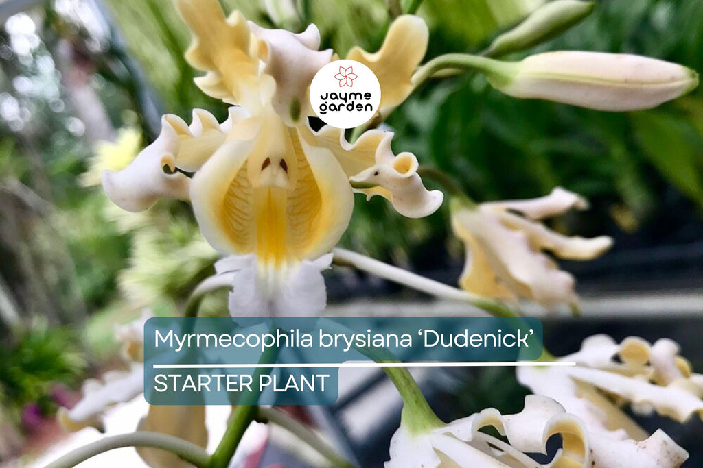 Myrmecophila Brysiana ‘Dudenick’ Orchid | Rare Epiphytic Species | 4” Potted Large Seedling | Tropical Blooms | 2 Years to Flower