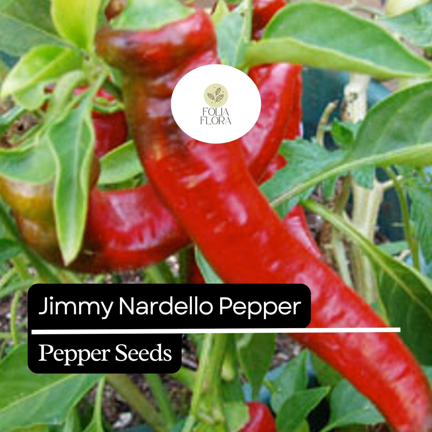 20 Jimmy Nardello Pepper Seeds – Sweet Italian Frying Pepper – Heirloom, Non-GMO