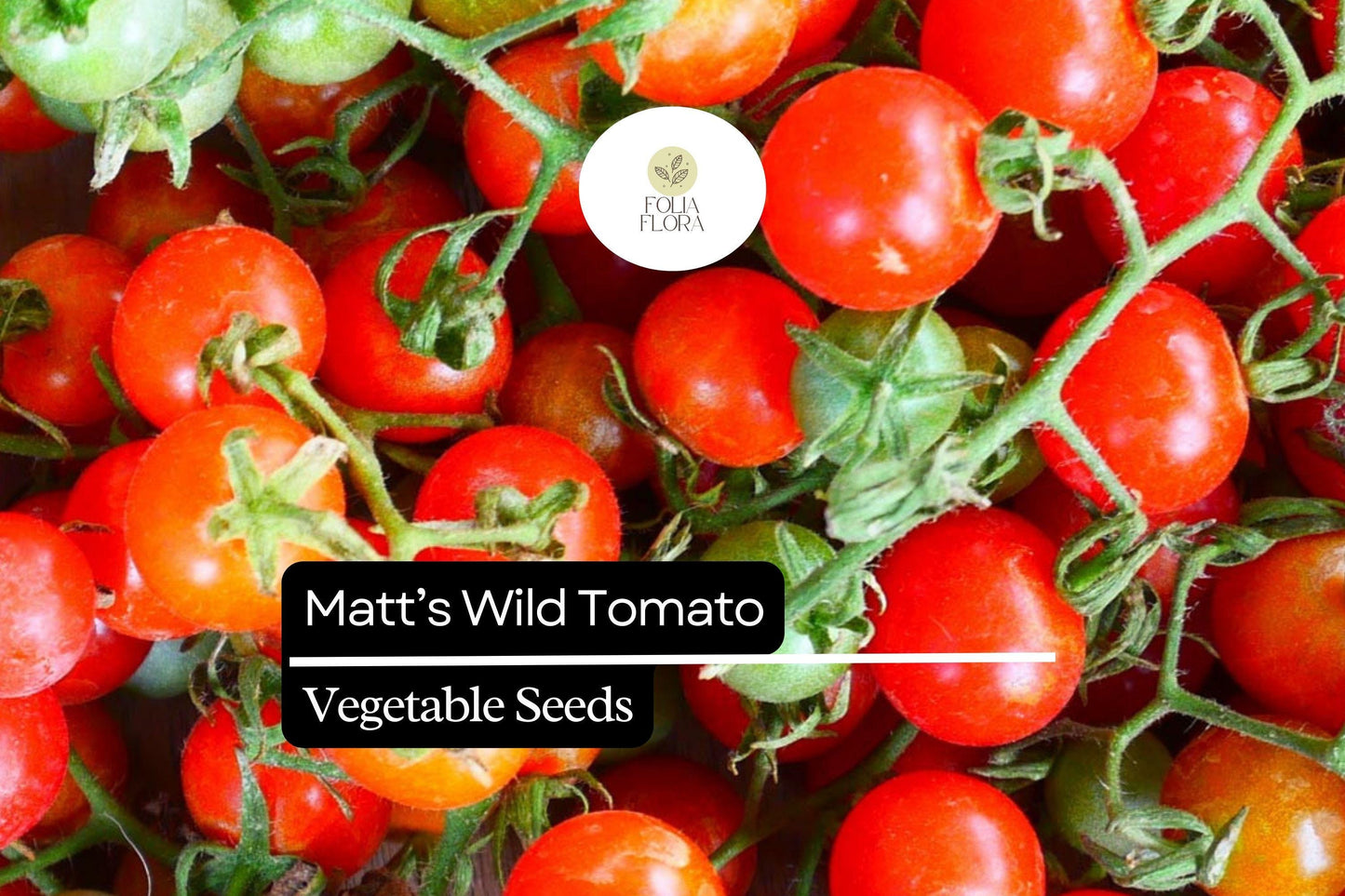 Matt’s Wild Cherry Tomato Seeds | 25 Seeds | Solanum Lycopersicum | Heirloom, Sweet Flavor, Prolific, Easy to Grow