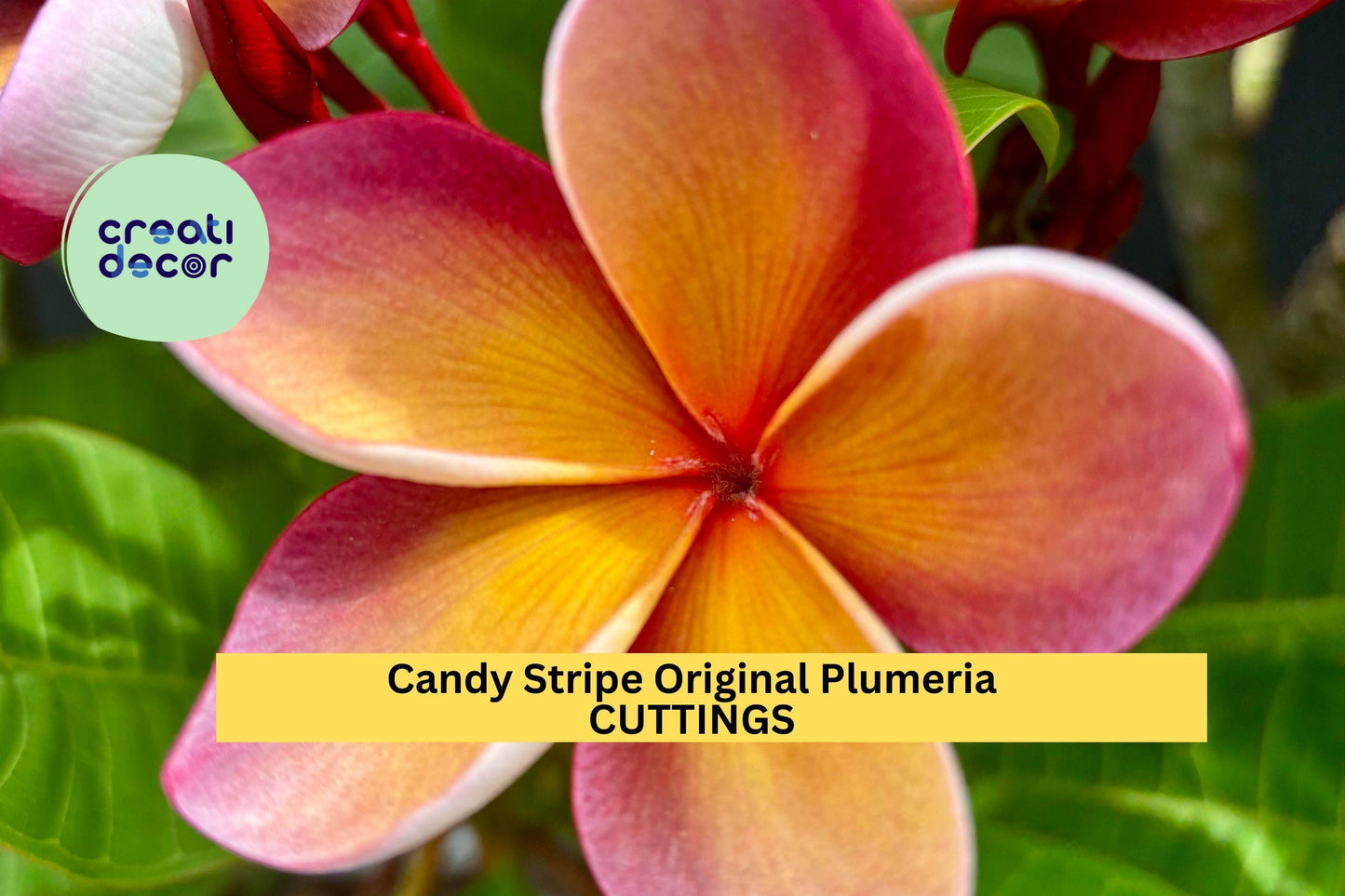 Candy Stripe Plumeria Cutting Double Head | 10" Unrooted Starter | Vibrant Tropical Frangipani Flower Tree | USA Seller