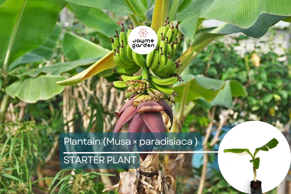 Plantain Starter Plant - Musa × paradisiaca Live Tropical Fruit Tree 1’-2’, Ideal for Growing Fresh, Nutritious, and Versatile Fruit at Home