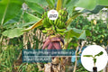 Plantain Starter Plant - Musa × paradisiaca Live Tropical Fruit Tree 1’-2’, Ideal for Growing Fresh, Nutritious, and Versatile Fruit at Home