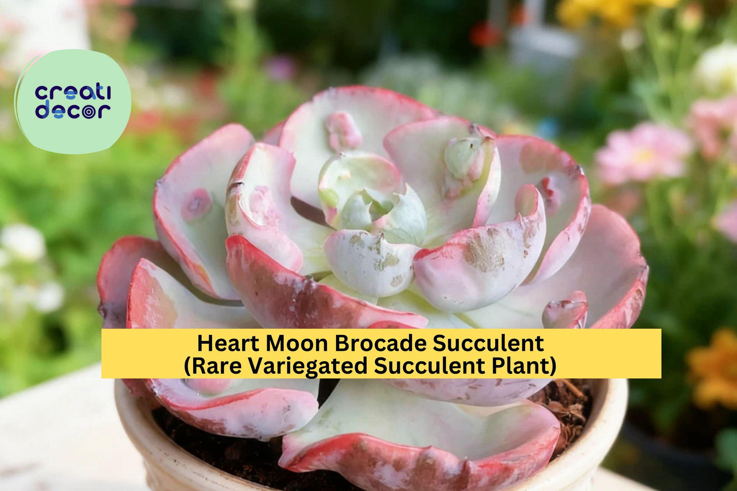 Heart Moon Brocade Succulent – Rare Variegated Bare Root Plant – Easy Care Live Succulent for Indoor or Garden Display