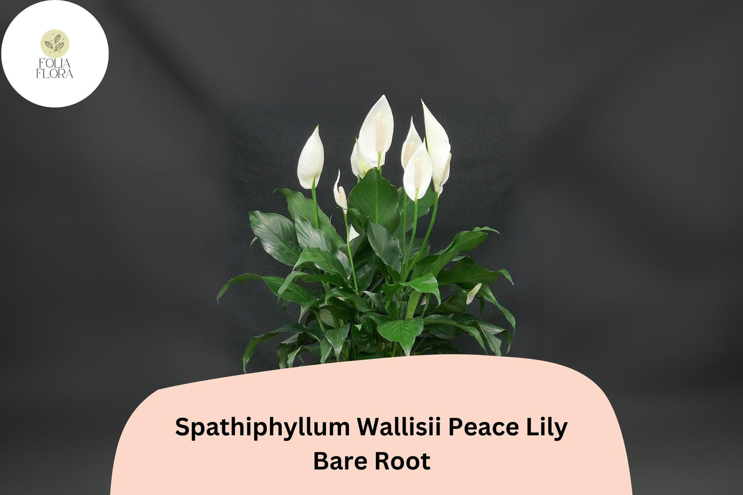 Peace Lily Plant Spathiphyllum wallisii | 1 Live Bare Root 6–12” White Flower Houseplant