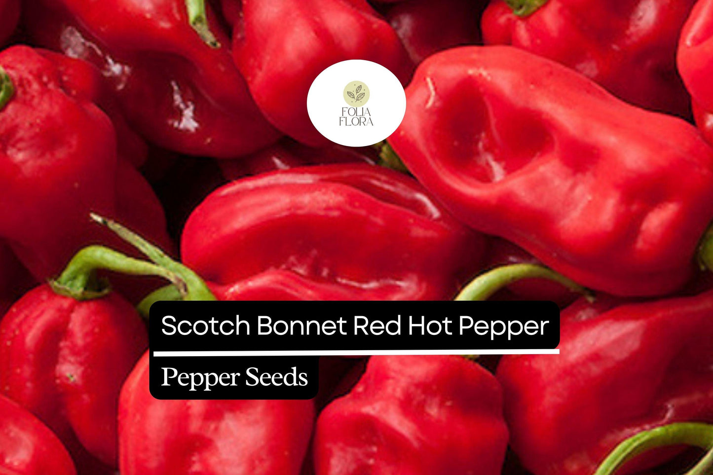 250mg Scotch Bonnet Red Hot Pepper Seeds Capsicum chinense | Extremely Hot, Non-GMO, Perfect for Hot Sauces, Salsas, and Caribbean Dishes