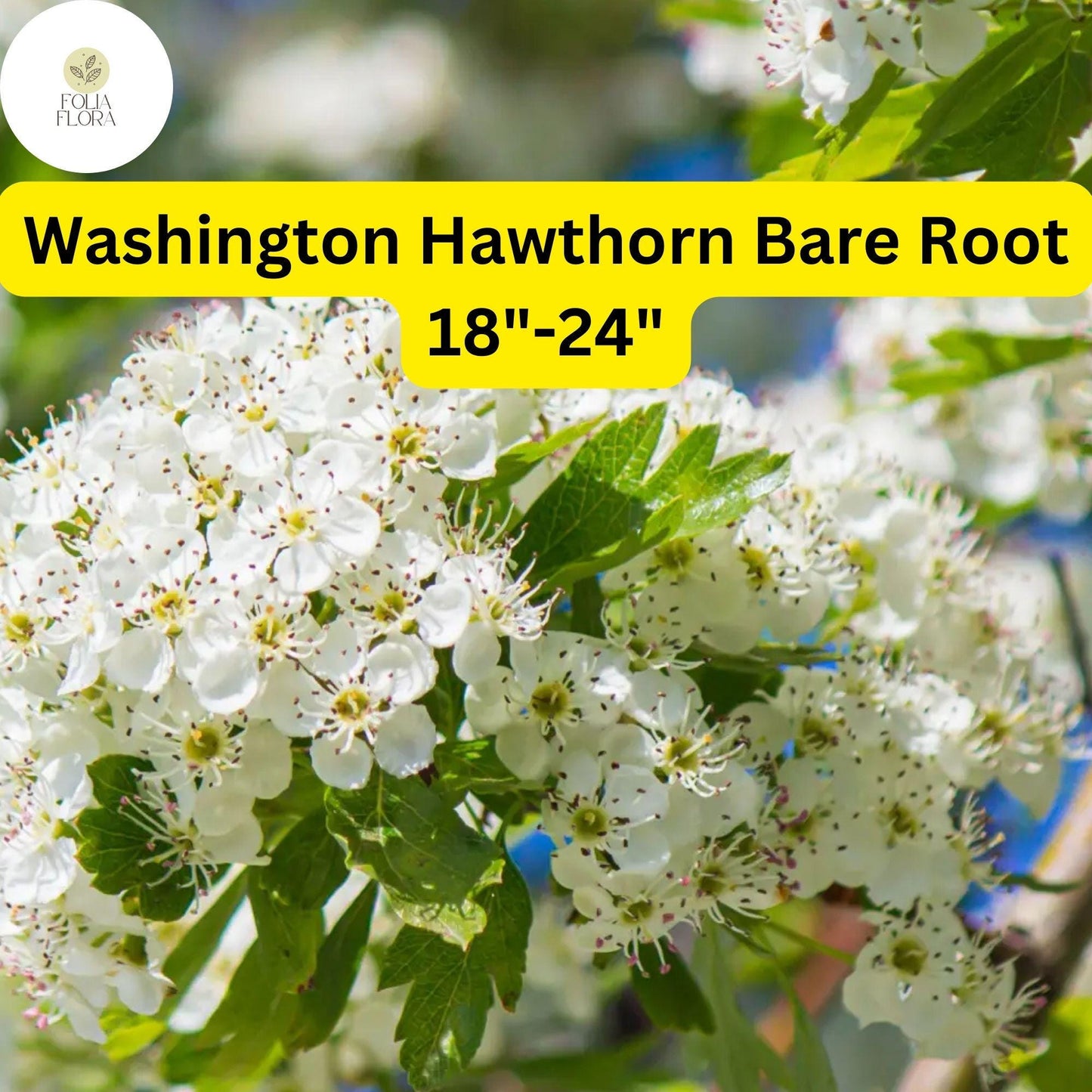 1 Washington Hawthorn Tree (Crataegus phaenopyrum) Live Bare Root Plant 18"-24"