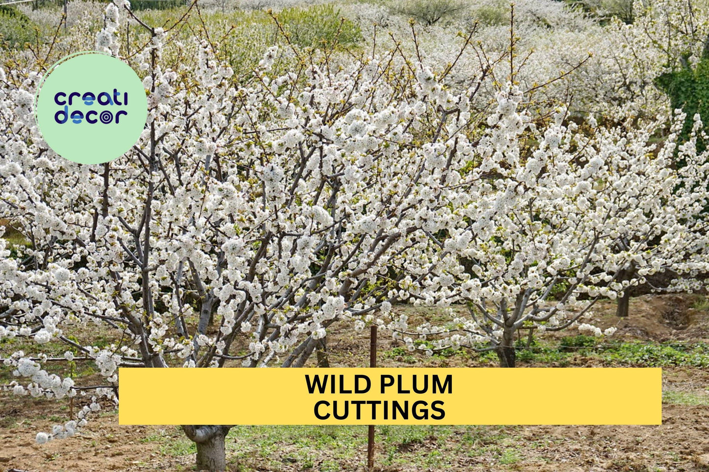 12 Wild Plum Cuttings – Unrooted Hardwood Stems for Garden or Orchard Planting, Native Fruit Tree Starter Set – USA