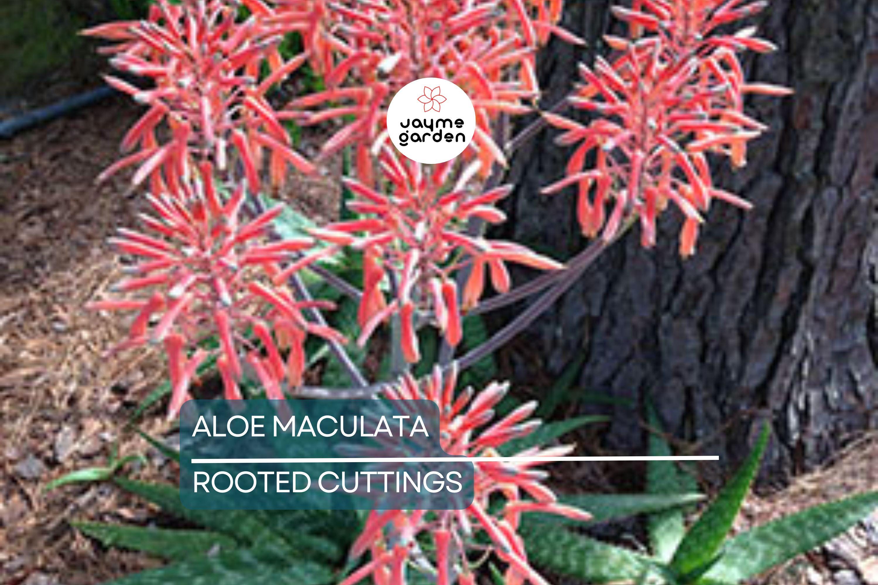Aloe Maculata "Soap Aloe" | 6"+ Fresh Heavily Rooted Live Succulent | Drought Resistant | Coral Red Flowers | Medicinal Aloe Plant