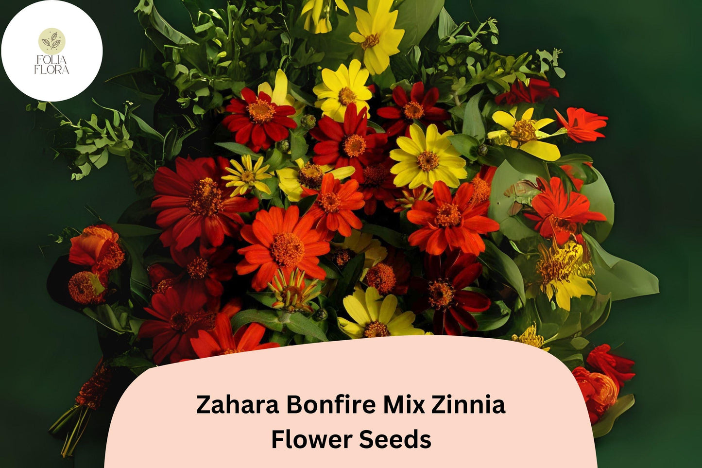 100+ Zahara Bonfire Mix Zinnia Seeds – Warm Red, Orange & Yellow Blooms for Garden Planting and Summer Beds