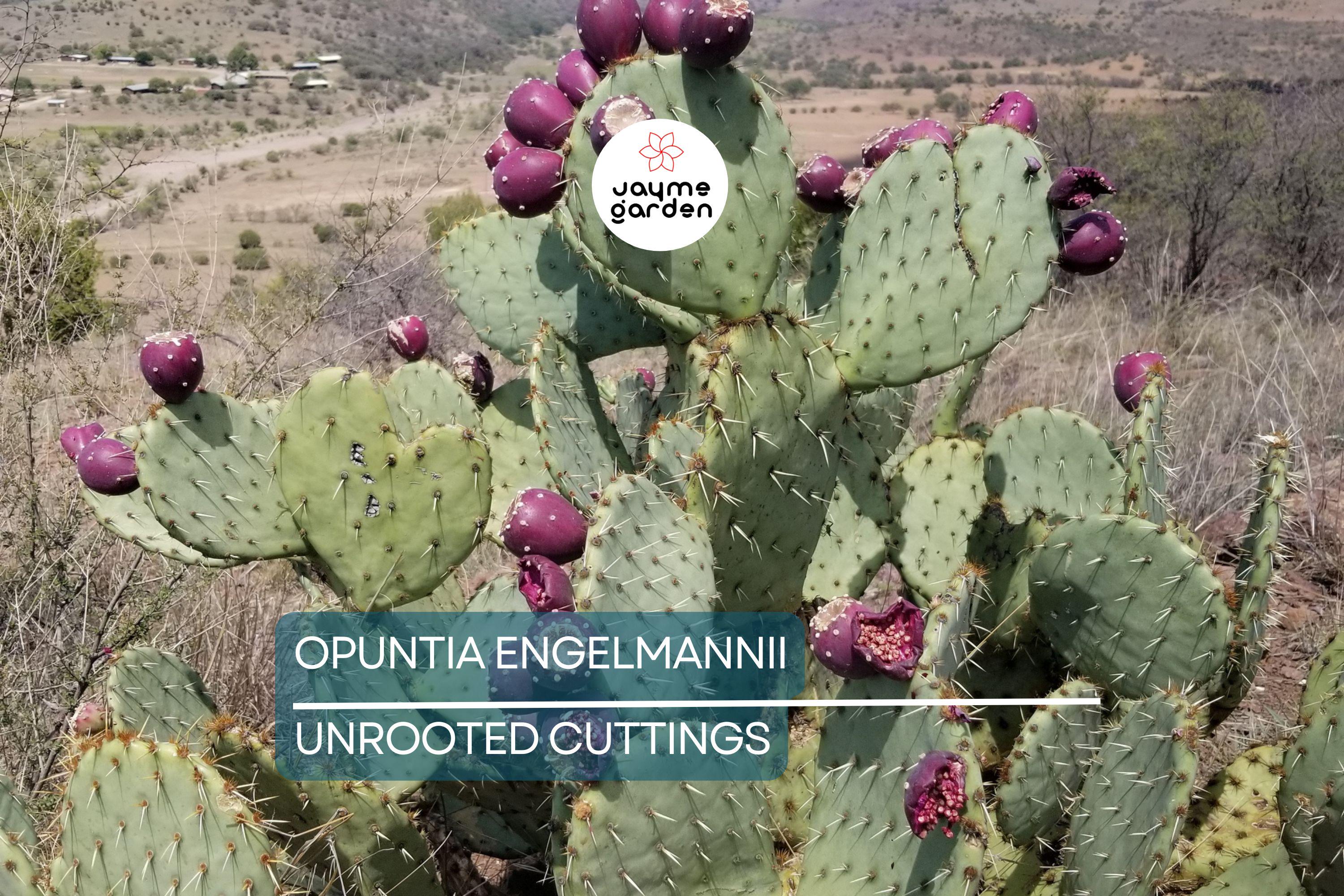 Opuntia Engelmannii Cactus Cutting (6-9 Inches) – Yellow Flowers, Prickly Pear, Rootone Treated