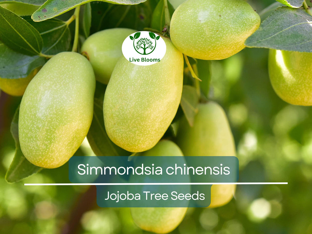 5 Seeds Jojoba (Simmondsia chinensis) for Planting | Hardy Shrub for Sustainable Landscaping, Oil Production & Wildlife Habitat