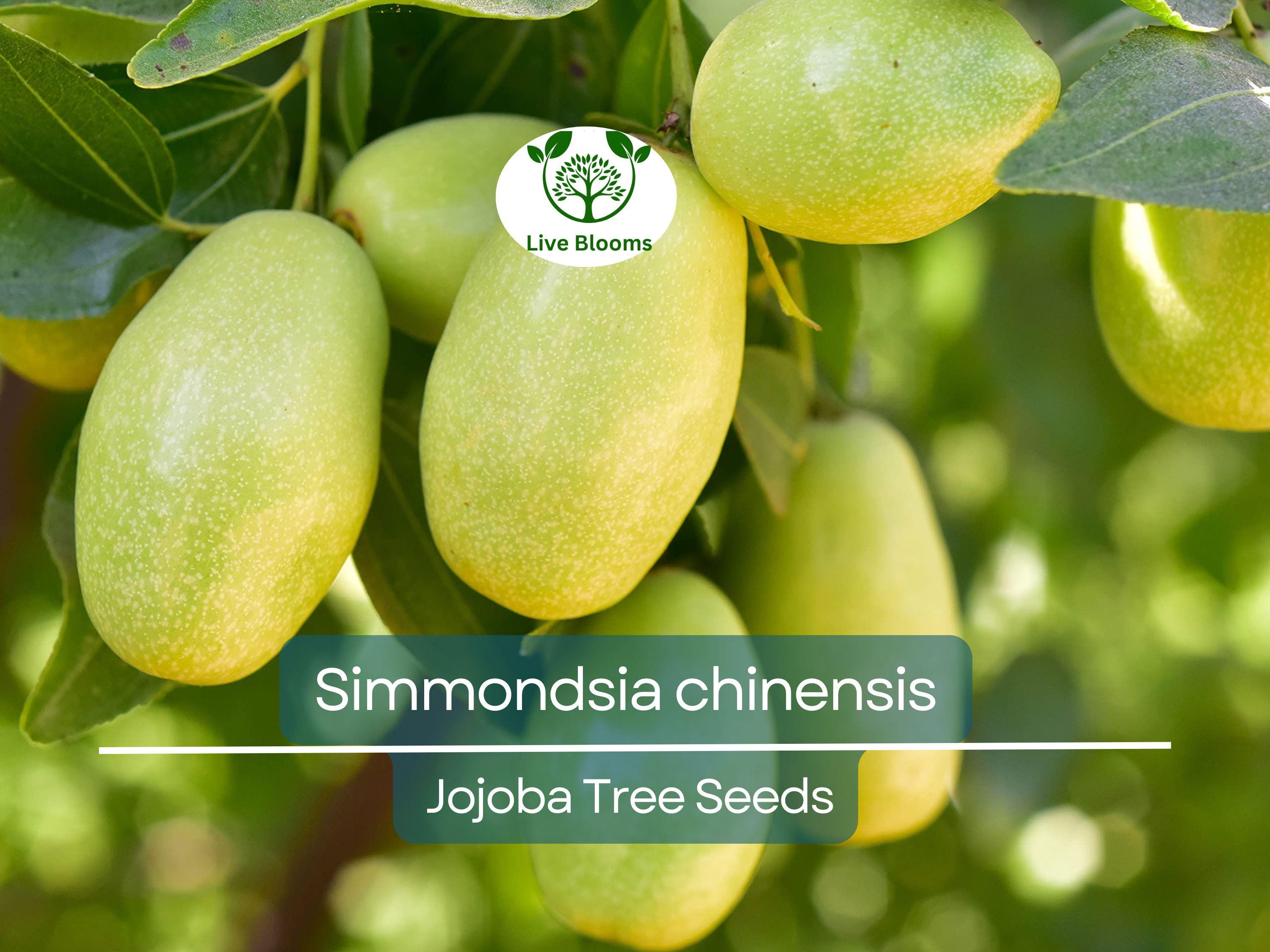 5 Seeds Jojoba (Simmondsia chinensis) for Planting | Hardy Shrub for Sustainable Landscaping, Oil Production & Wildlife Habitat
