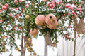 Babylonian White Pomegranate 3 Cuttings 6-8" (Punica granatum) Unrooted Pomegranate Cuttings