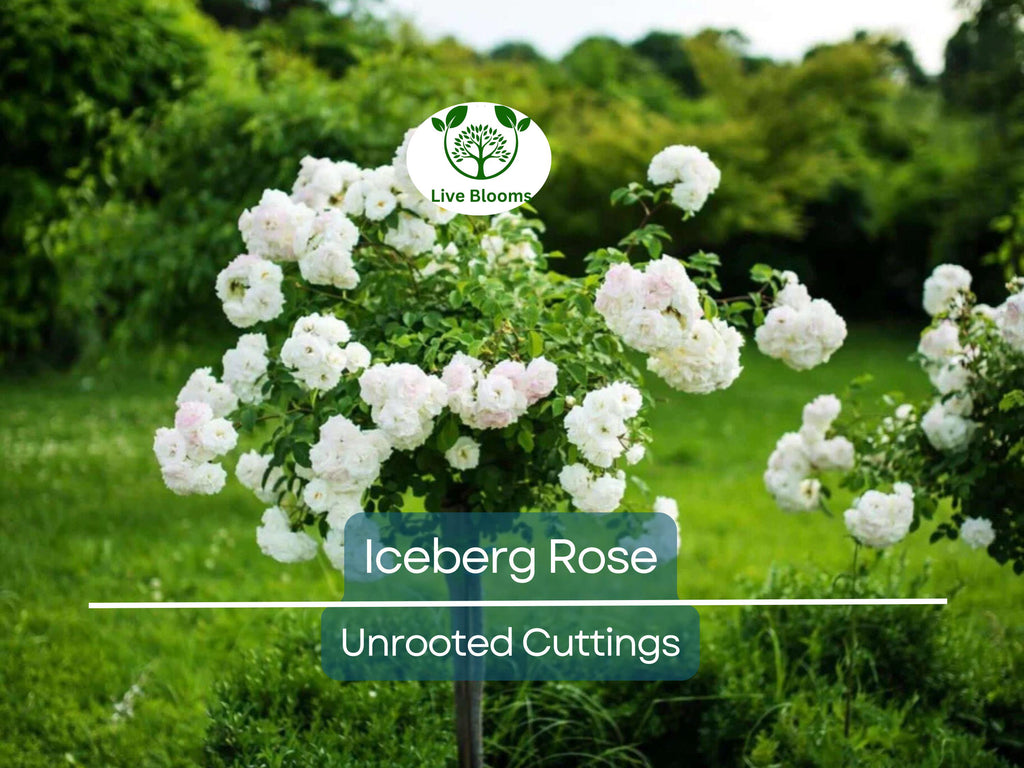 4 Iceberg Rose Unrooted Cuttings - Easy to Root, Rosa 'Iceberg', White Blooms, Perfect for Propagation, Garden or Landscape