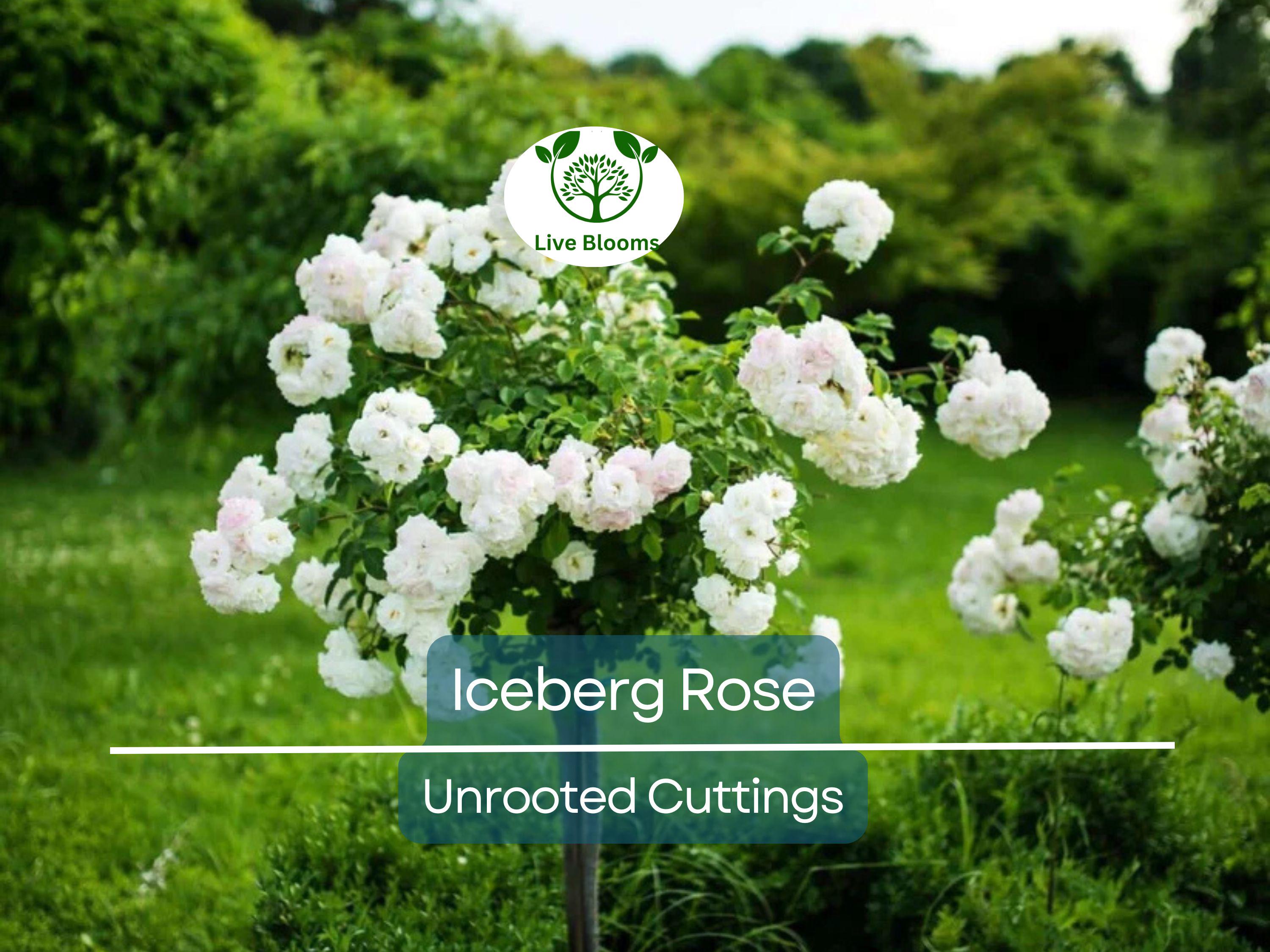 4 Iceberg Rose Unrooted Cuttings - Easy to Root, Rosa 'Iceberg', White Blooms, Perfect for Propagation, Garden or Landscape