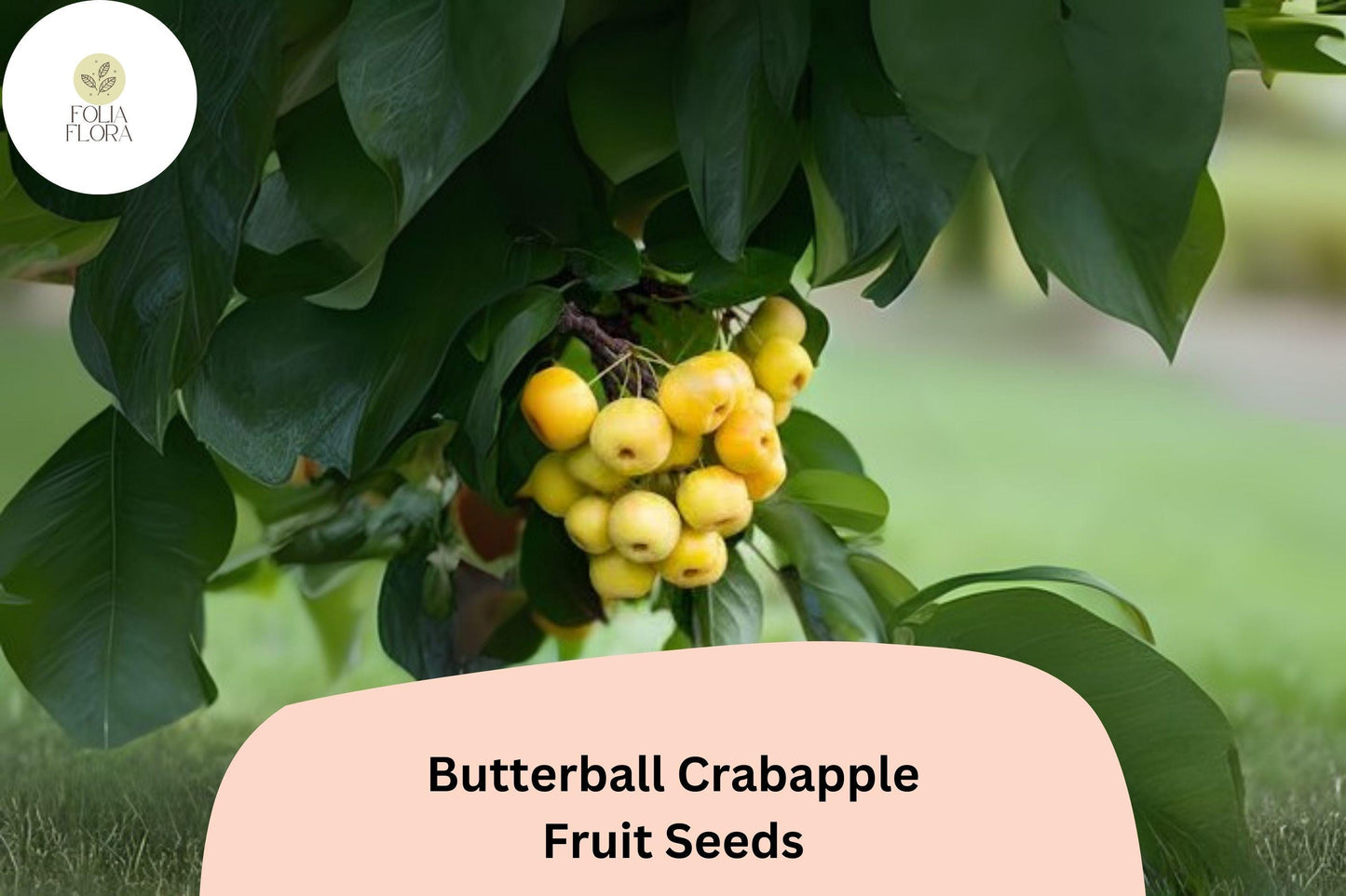 25+ Butterball Crabapple Seeds for Planting | Malus ‘Butterball’ Ornamental Flowering Tree | Yellow Fruit & Spring Blooms