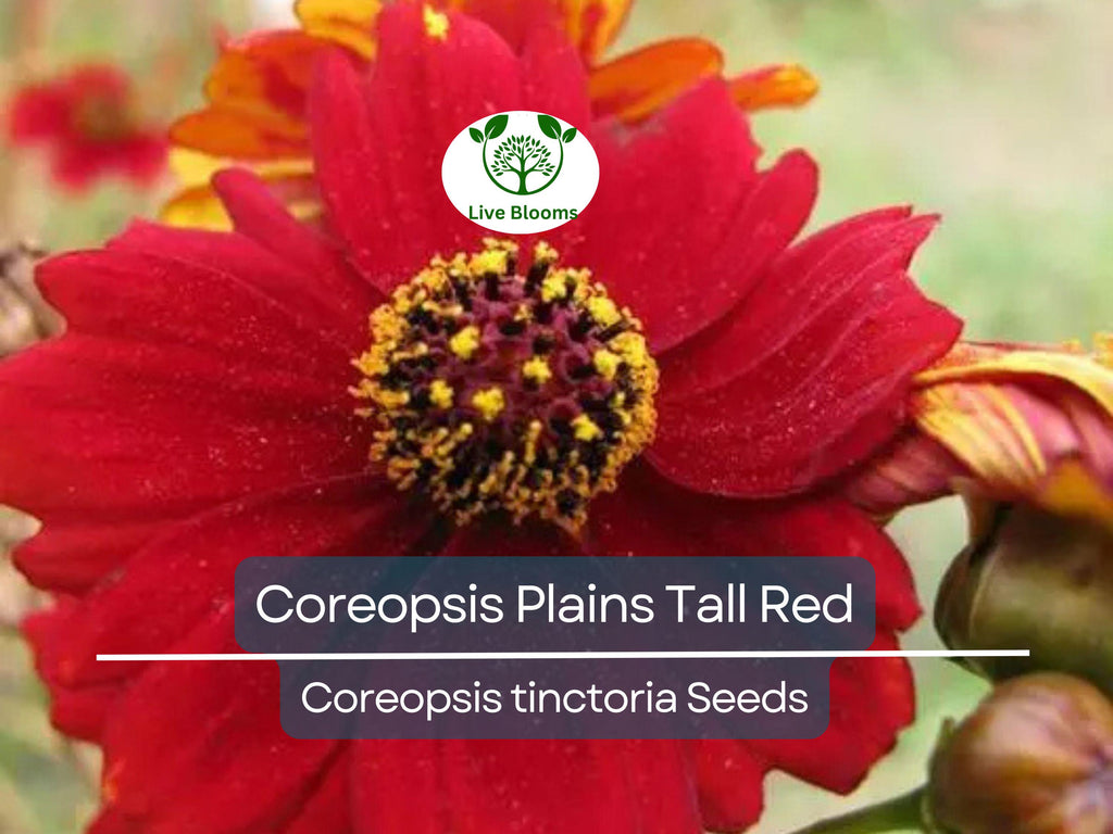 500 Seeds Coreopsis ‘Plains Tall Red’ – Coreopsis tinctoria – Non-GMO Heirloom Wildflower – Pollinator Favorite, Easy to Grow