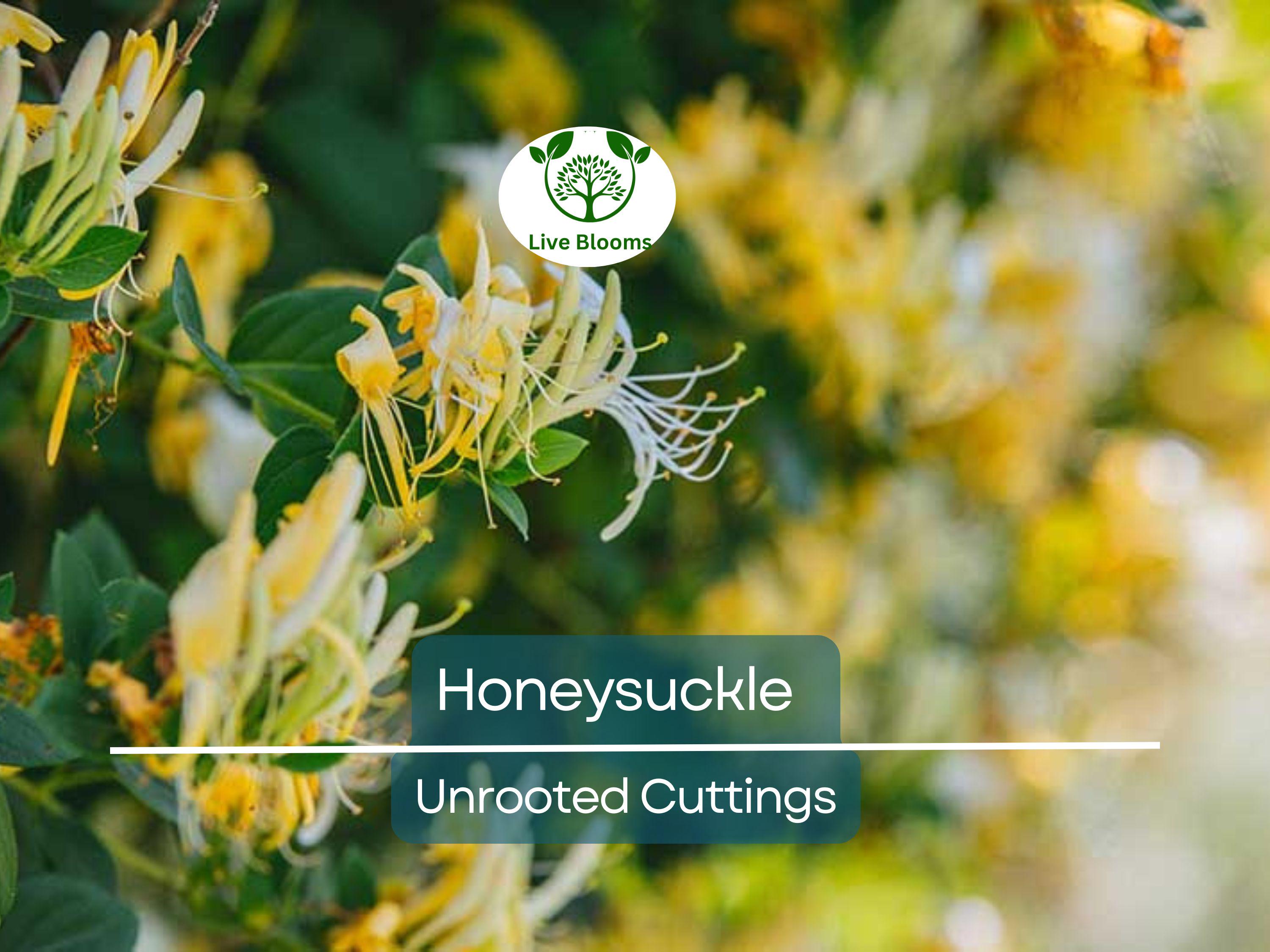 6 Honeysuckle Plant Unrooted Cuttings - 6-8" Long - Lonicera, Sweet-Scented Flowering Vine, Easy to Grow, Fast-Growing Shrub