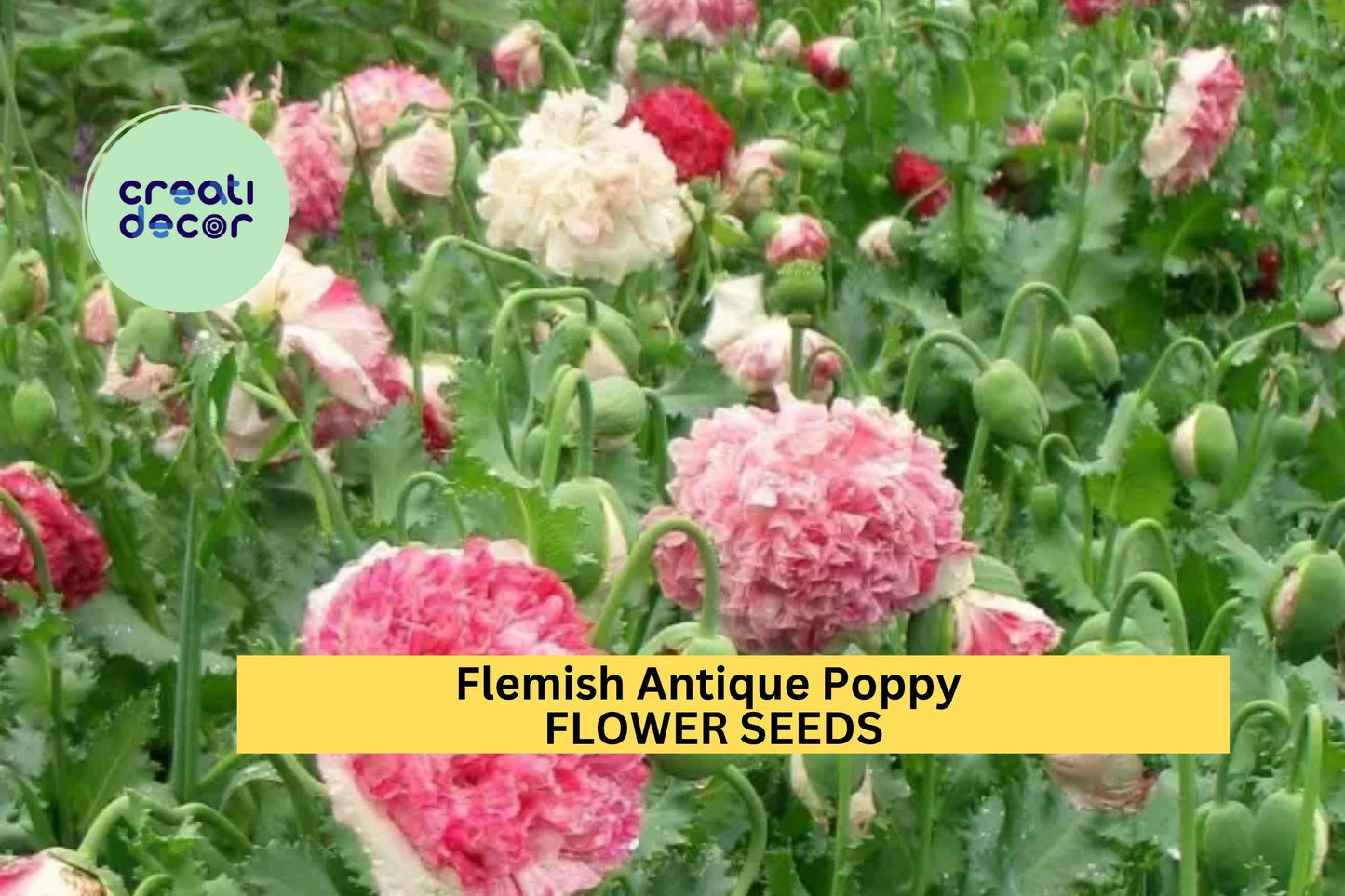 200+ Flemish Antique Poppy Seeds – Ruffled Cream & Crimson Blooms for Garden Planting, Unique Vintage-Style Flowers – USA