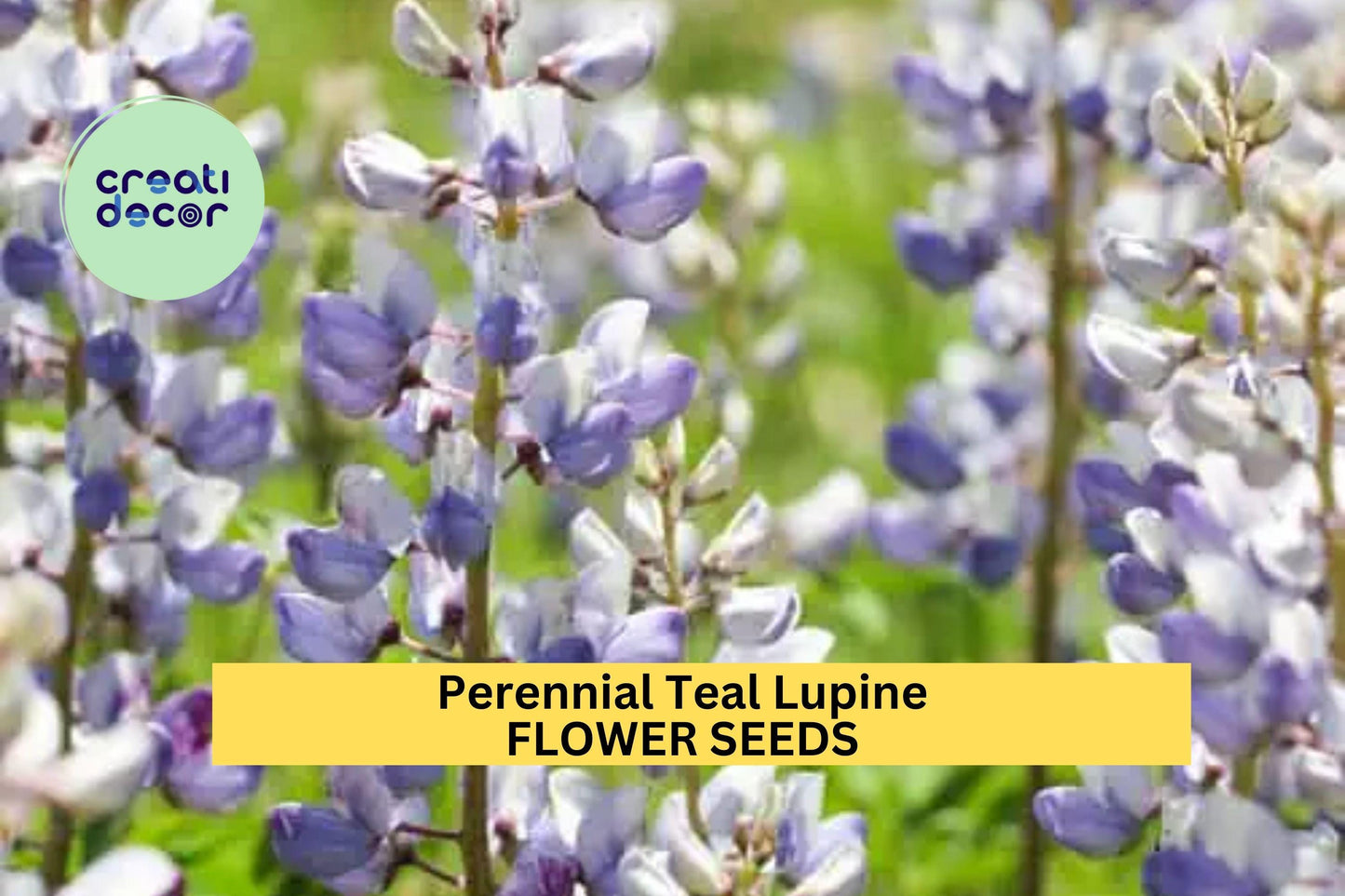 25+ Perennial Teal Lupine Seeds – Unique Blue-Green Flower Spikes for Garden Planting, Hardy Pollinator-Friendly Blooms – USA